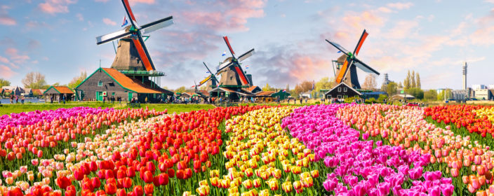 Windmühlen und Tulpenfeld in Amsterdam