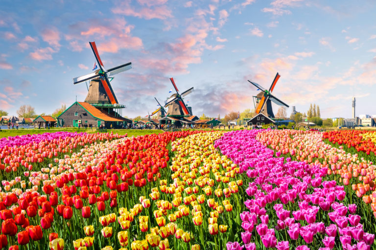 Kreuzfahrt Angebot Windmühlen und Tulpenfeld in Amsterdam