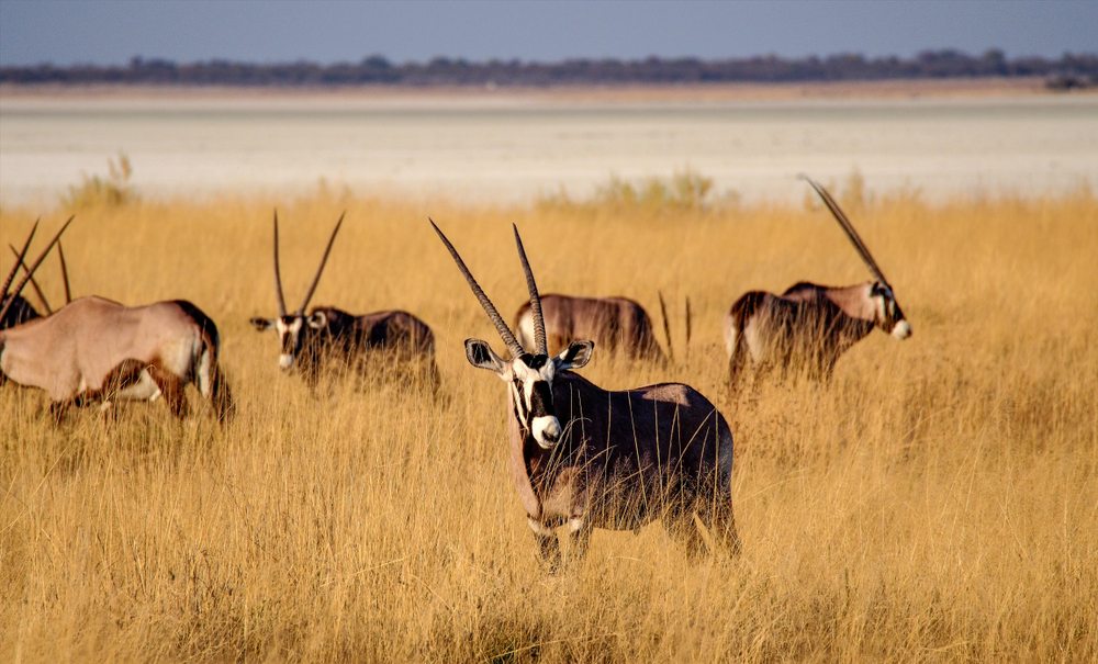 Oryxantilopen in Namibia