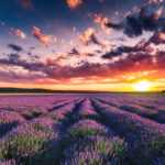 Lavendelblüte in der Provence: Tipps, Reisezeit oder Orte