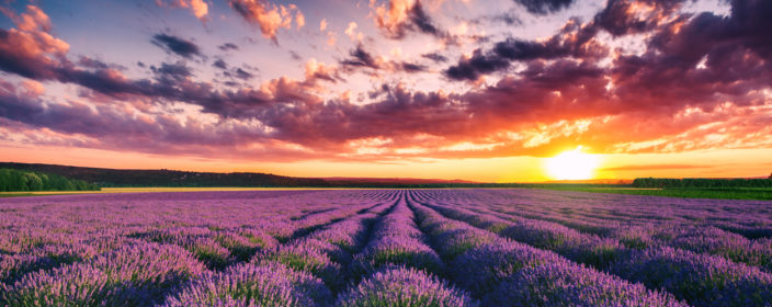 Lavendelblüte in der Provence