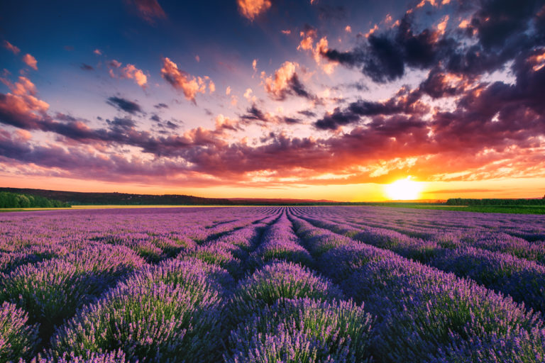 Lavendelblüte in der Provence