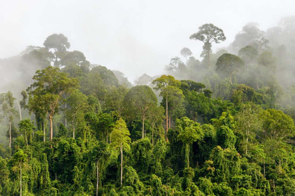 Tropenwald in Malaysia