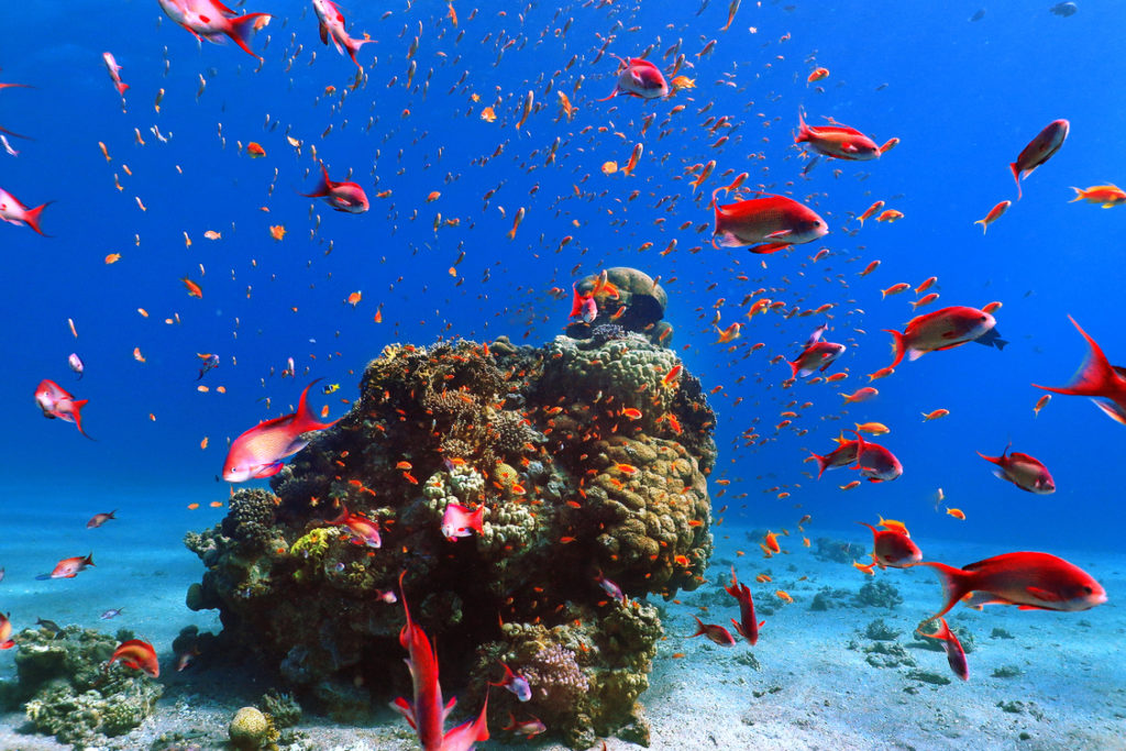 Rote Fische im Roten Meer in Hurghada