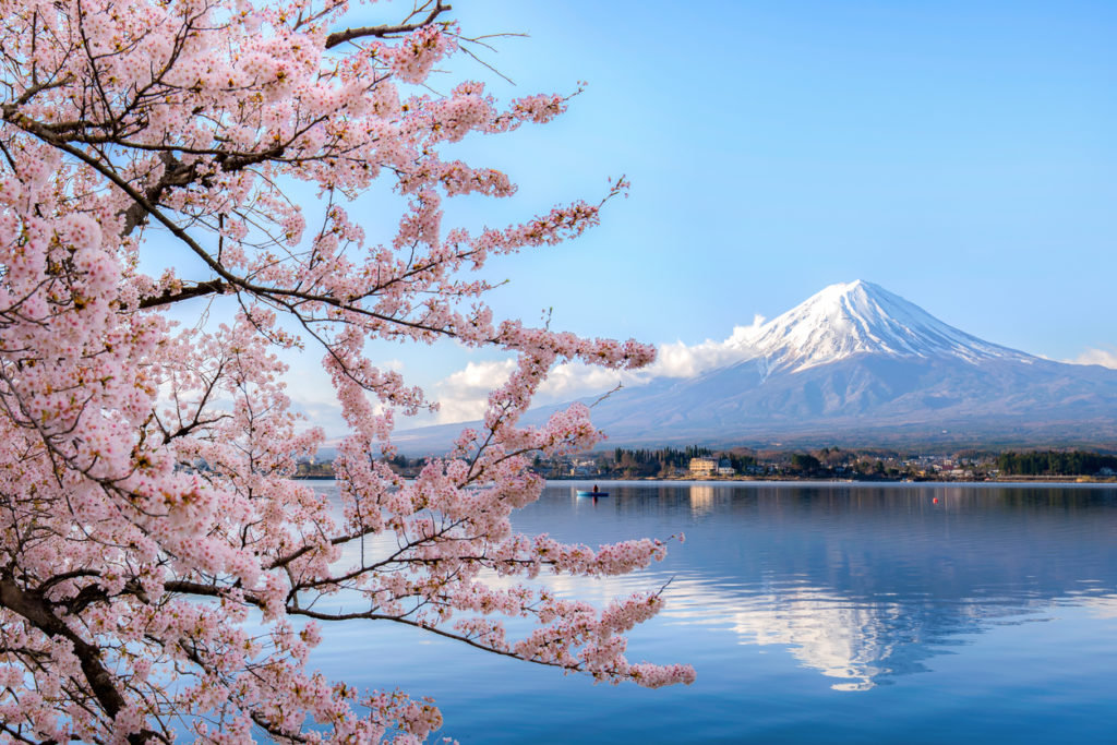 Sakura am Mount Fuji, Japan
