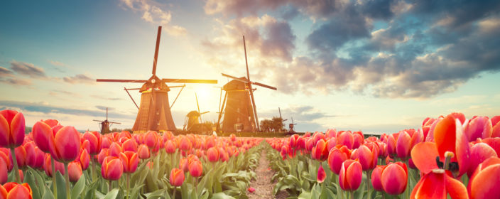 Tulpen und Windmühlen in den Niederlanden