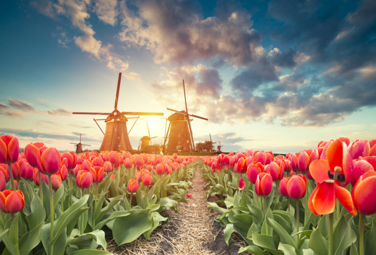 Tulpen und Windmühlen in den Niederlanden