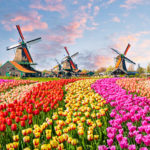 Tulpenblüte in Holland: 5 wissenswerte Tipps über top Orte und Reisezeit