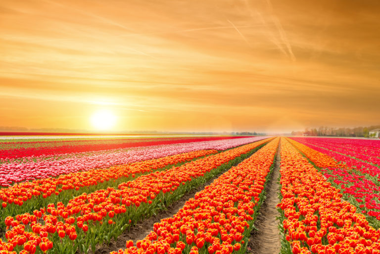Luxusurlaub in Holland