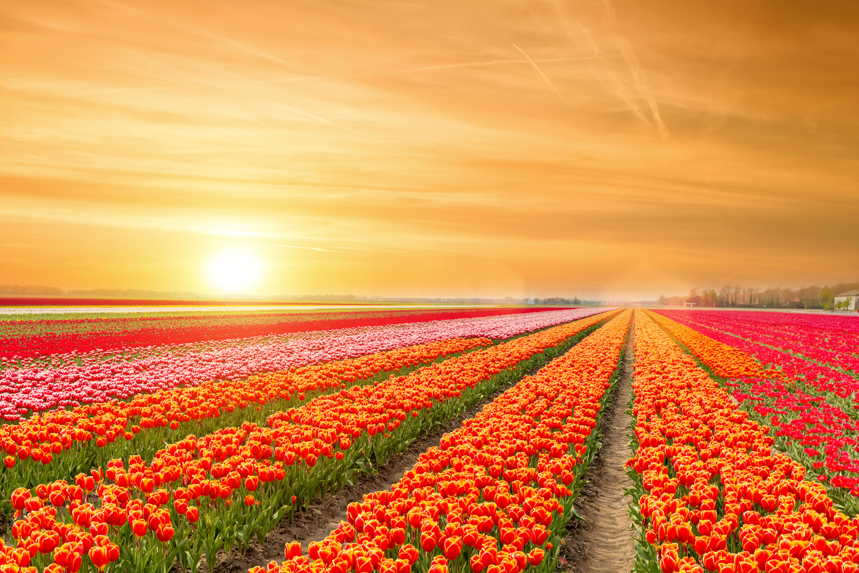 Blick auf Tulpenfelder mit Sonnenuntergang, Niederlande
