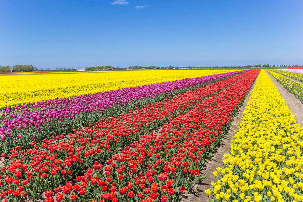 Tulpenblüte in Noordoostpolder, Niederlande