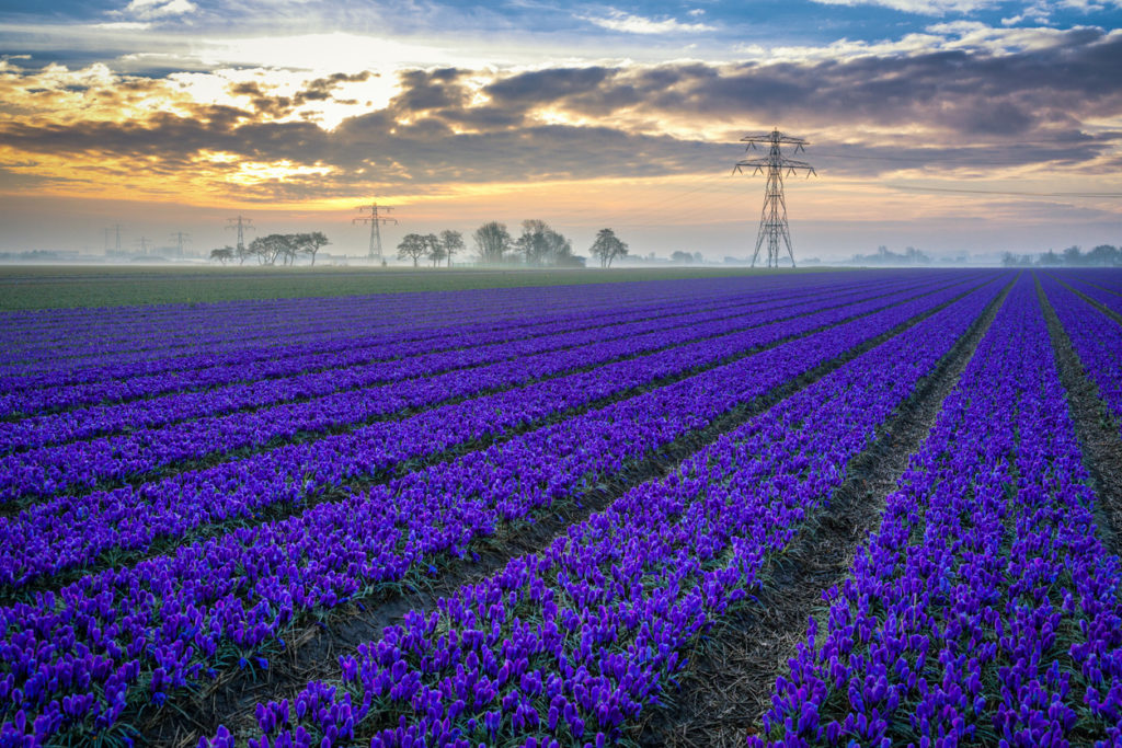 Tulpenfeld in Noordwijk, Niederlande