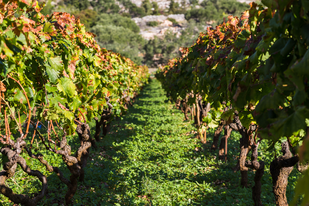 Weinreben auf Korcula, Kroatien