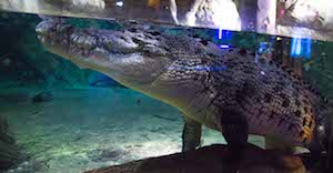 Krokodil im Unterwasser-Zoo