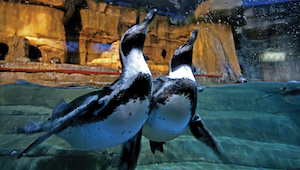 Pinguine im Unterwasser-Zoo