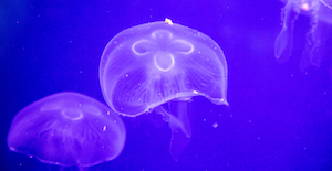 Quallen im Unterwasser-Zoo