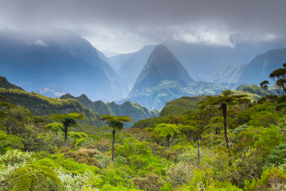 "Forest de Bélouve" auf La Réunion