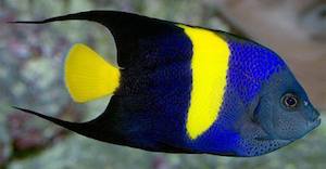 Asfur Kaiserfisch