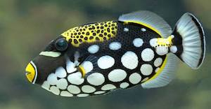 Leopard-Drückerfisch