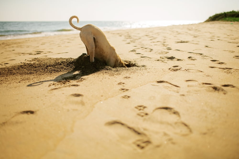Hund buddelt im Sand am Strand