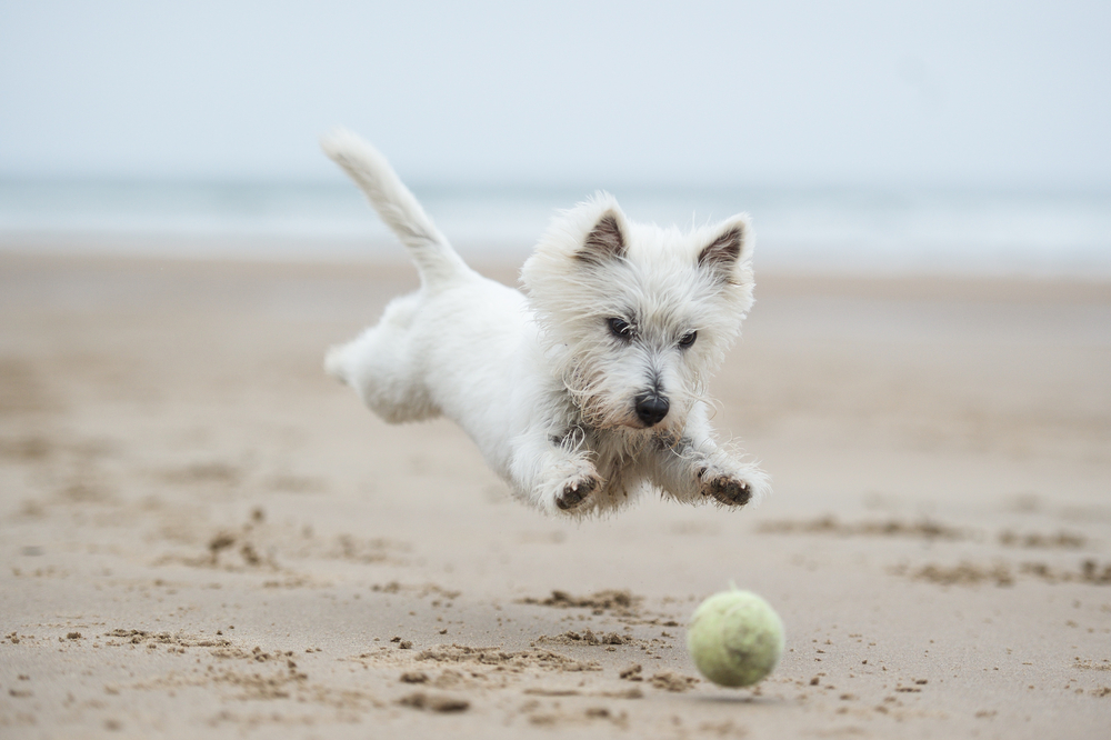 Hund spielt mit Ball am Strand