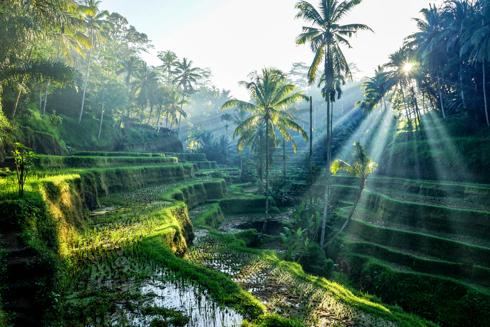 Reisterrassen bei Ubud, Bali