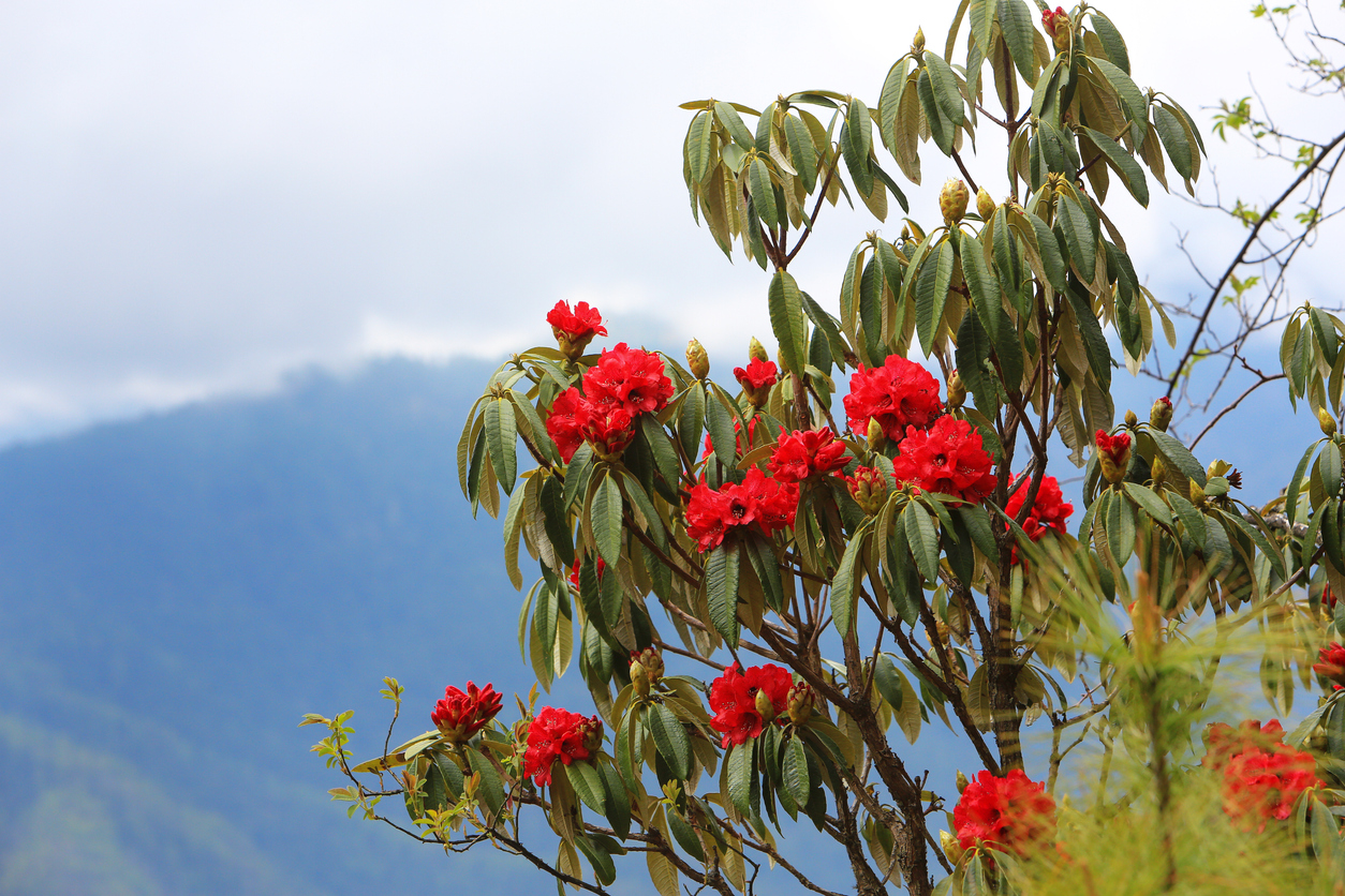 Rot blühende Rhododendren 