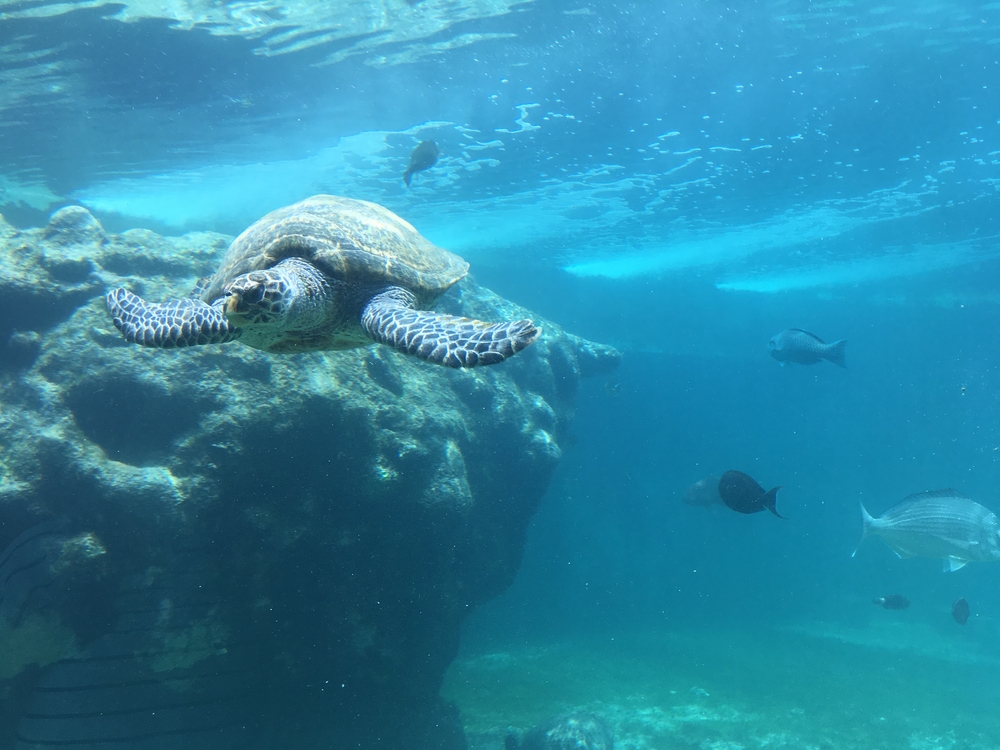 Schildkrötenstation Kélonia auf La Réunion