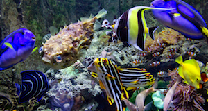 Verschiedene Fische im Dubai Aquarium