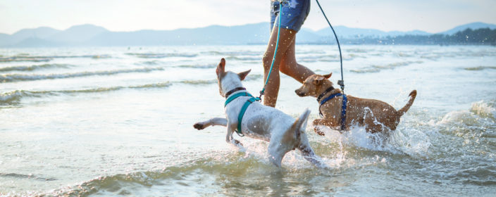 Zwei Hunde toben im Wasser am Strand