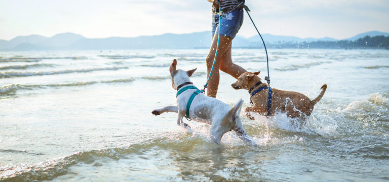 Zwei Hunde toben im Wasser am Strand